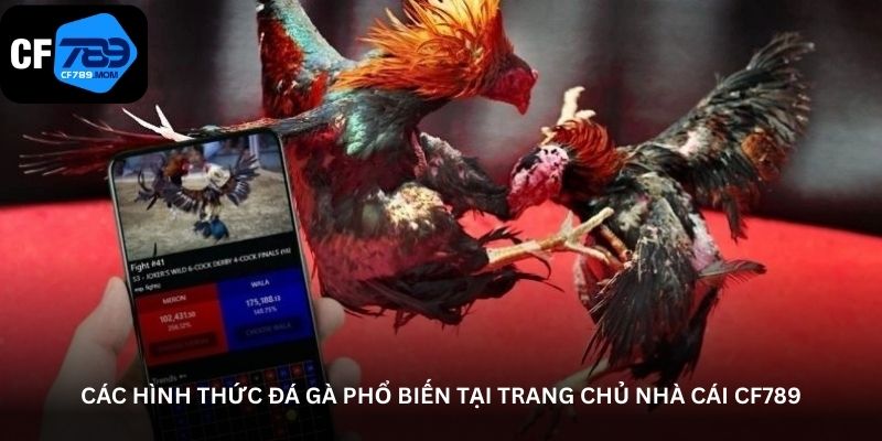 cac-hinh-thuc-da-ga-pho-bien-tai-trang-chu-nha-cai-cf789