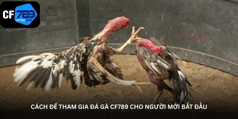 cach-de-tham-gia-da-ga-cf789-cho-nguoi-moi-bat-dau