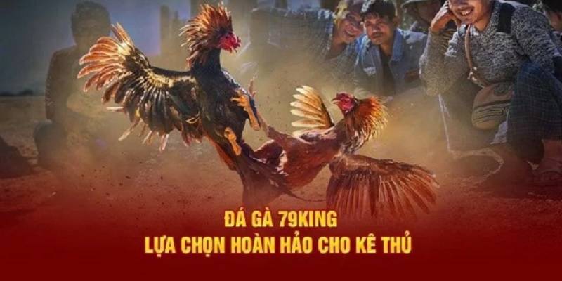 da-ga-79king-sanh-da-ga-hay-1