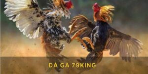 da-ga-79king-sanh-da-ga-hay