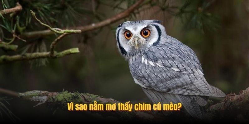 nam-mo-thay-chim-cu-meo-1