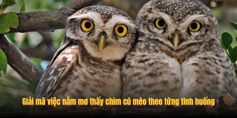 nam-mo-thay-chim-cu-meo-2