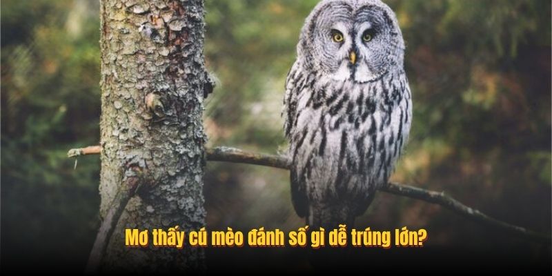 nam-mo-thay-chim-cu-meo-3